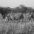 White rhinos/rinoceronti at Waterberg Plateau, Namibia